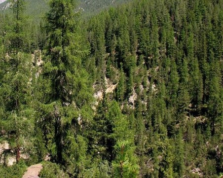 Собственици на гори искат да продават на държавата