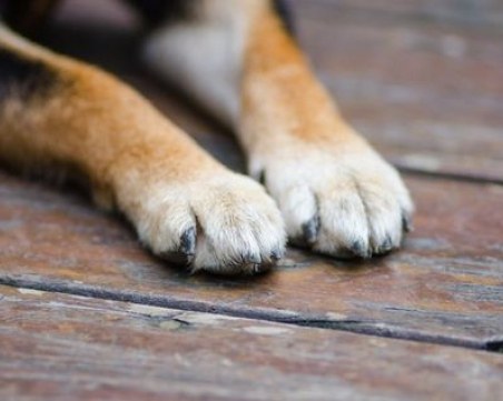 Арестуваха мъж, влачил куче с кола в Костенец