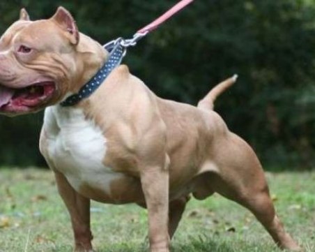 Питбул нахапа баща и син в Разградско