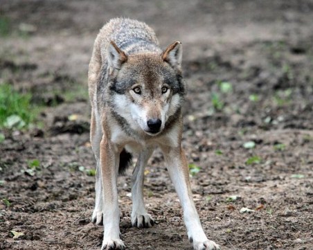 Вълци тормозят жителите на цяло село, изяждат домашните им животни