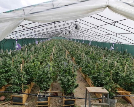 Разбиха домашна наркооранжерия в Пловдивско, има задържан