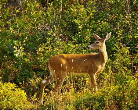Трима бракониери отстреляли сърна в Пловдивско, заловиха ги