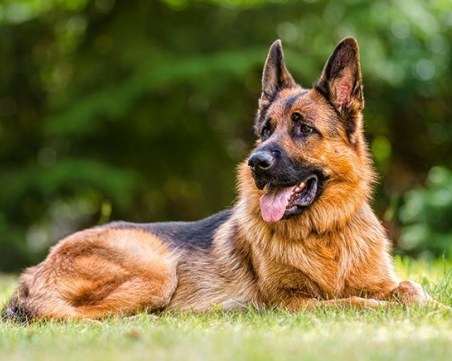 13-годишен открадна домашно куче в Пазарджик