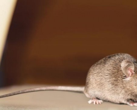 Двама съпрузи от Велинградско болни от треска, причинена от гризачи