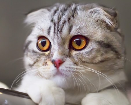 Kонкурс за котешка красота събира 200 котки от цял свят в Турция