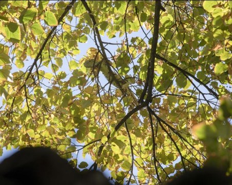 Свалиха еднометрова игуана от дърво в Стара Загора