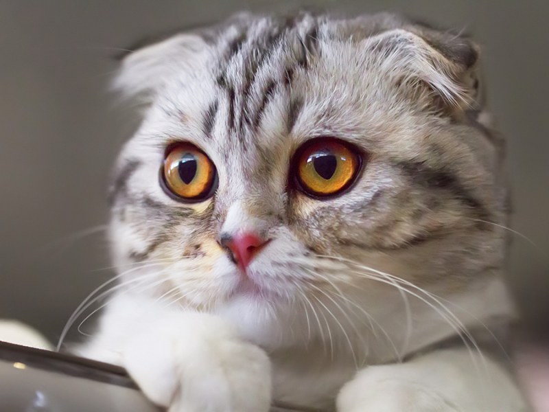 Kонкурс за котешка красота събира 200 котки от цял свят в Турция