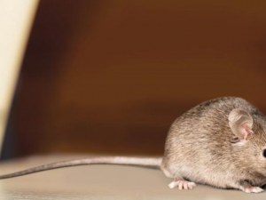 Двама съпрузи от Велинградско болни от треска, причинена от гризачи