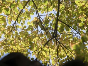 Свалиха еднометрова игуана от дърво в Стара Загора
