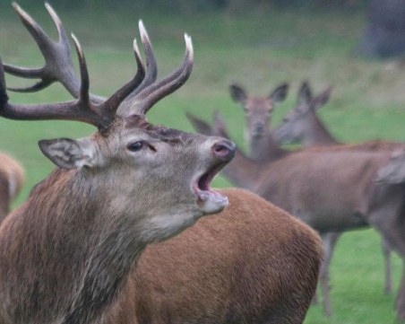 Не яжте еленско! Може да станете зомби