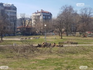Чистят терена зад хотел „Санкт Петербург