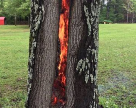 Клошар изгоря като факла в хралупа на дърво