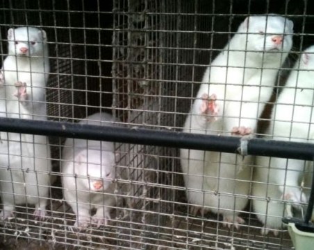 Сто хиляди в газови камери: Протест пред най-голямата ферма за норки у нас