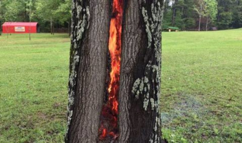 Клошар изгоря като факла в хралупа на дърво
