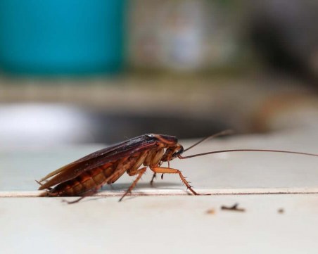 Как да се отървем завинаги от хлебарките?