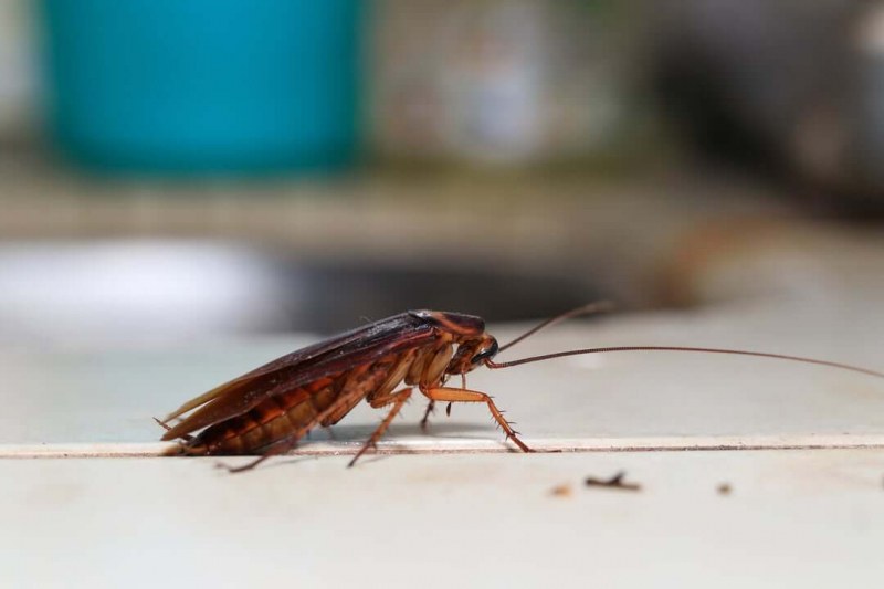 Как да се отървем завинаги от хлебарките?