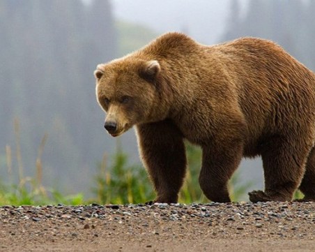 Мечка от седмици тормози великотърновско село