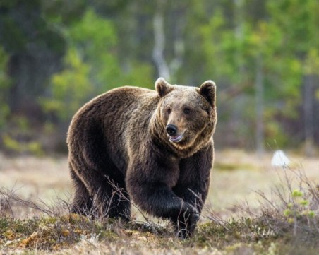 Мечка слезе почти до къщите в Сопот