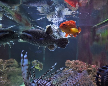 Откриха изложба с най-отровните риби в света в Пловдив