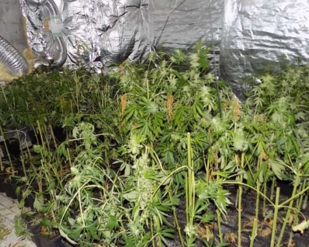 Мъж превърна хлебозавода в Асеновград в нарколаборатория, отглеждал трева за близо 90 бона