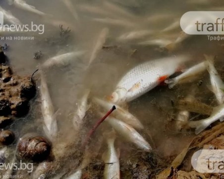 Рибари обсаждат екоинспекция заради тоновете измряла риба в язовир 