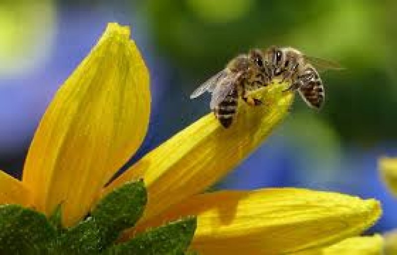 Забраниха четвърти пестицид, опасен за пчелите и хората