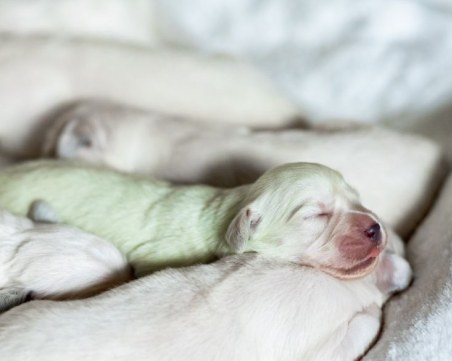 Голдън ретрийвър с цвят тюркоаз се роди в Германия, ветеринарите са озадачени