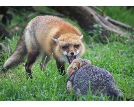 Хвърлят от самолети ваксина срещу бяс: не я пипайте, дръжте кучето на каишка!