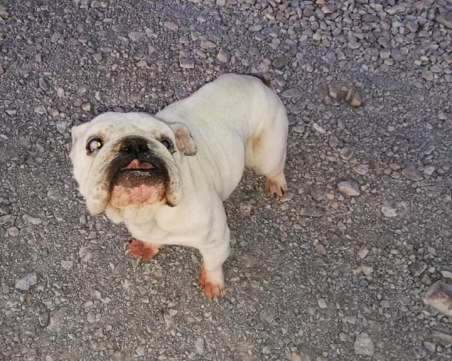 Изоставиха сляп булдог в столичен квартал