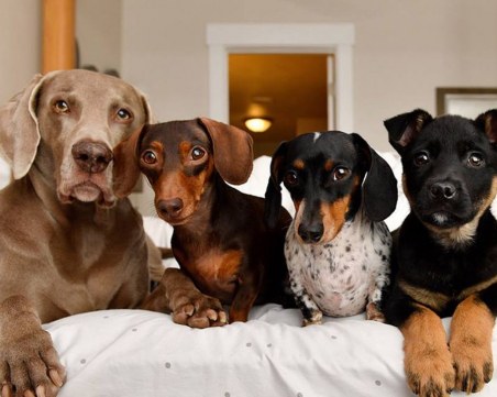 Кои са най-популярните кучешки имена за 2020 г.