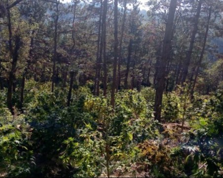 Откриха над 4 тона канабис в нива край Сандански