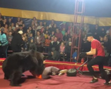 Циркова мечка нападна дресьор пред погледа на десетки зрители