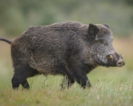 Ново огнище на африканска чума по свинете в Смолянско