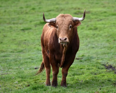 Бик избяга от кланица, за да се спаси от сигурна смърт