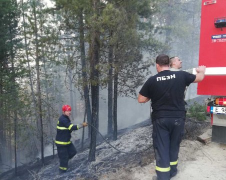 Още един пожар: Гори борова гора край Разлог