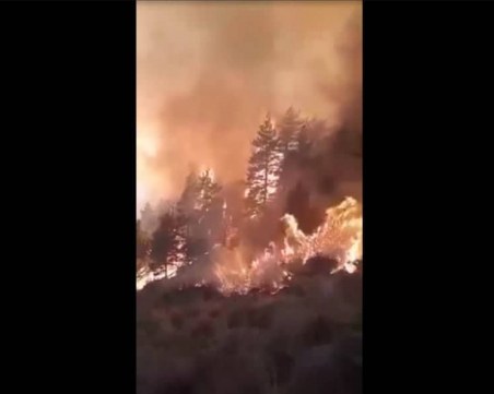 Гняв във Фейсбук: Престъпна небрежност изпепелява девствена гора в Рила!