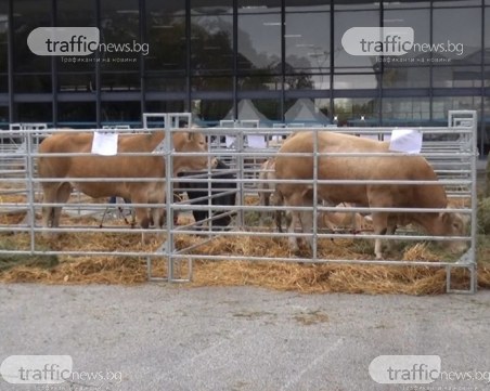 Крави посрещат пловдивския ОИК в Панаира! В палата 3 – студ