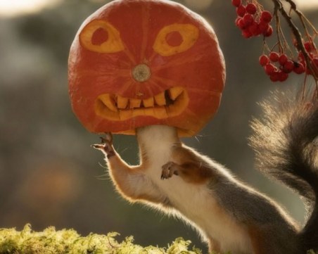 Любопитна катерица си сложи тиква на главата