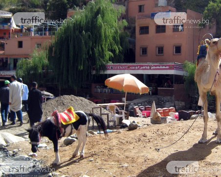 Защо ваканция при камилите е сред предпочитаните от българина