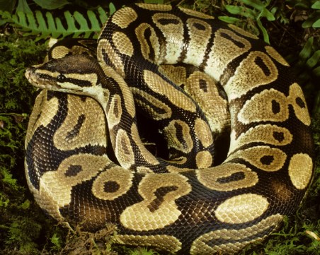 Двуметров питон удуши жена в Индиана