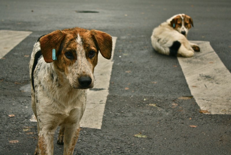 Базар с кауза събира пари в помощ на бездомните животни в Благоевград