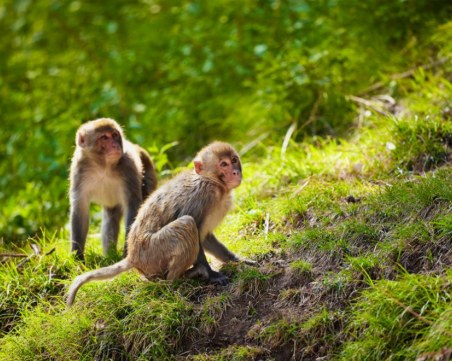 Диви маймуни подлудиха туристи на райски плаж в Тайланд