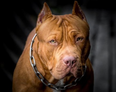 Мъж с нож вилня пред заведение в Пловдив, насъсква питбул срещу охраната