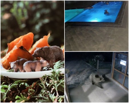 Преди зимния си сън: Черпят мечето плувец с печена тиква с мед и орехи