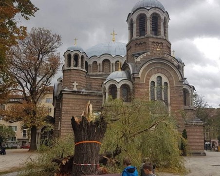 Прекършена върба пред храма 