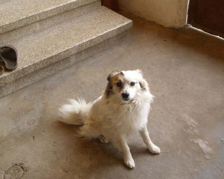 Разхвърлят отрова за кучета в Перущица, животните умират в страшни мъки