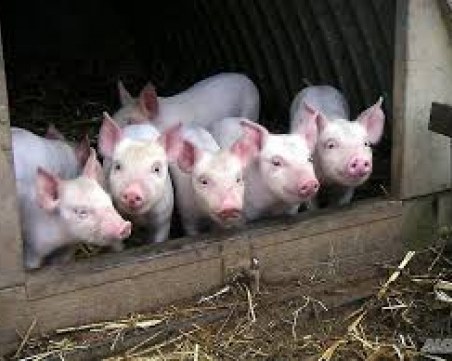 Регистрираме домашното прасе с нотариален акт