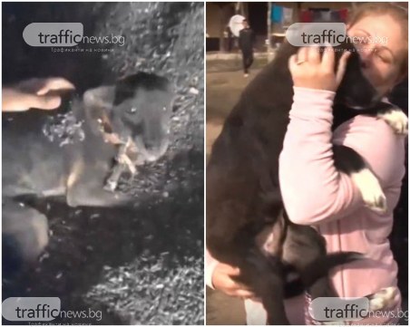 Спасено ли е малтретираното куче или ромите предадоха друго на полицията и природозащитниците?