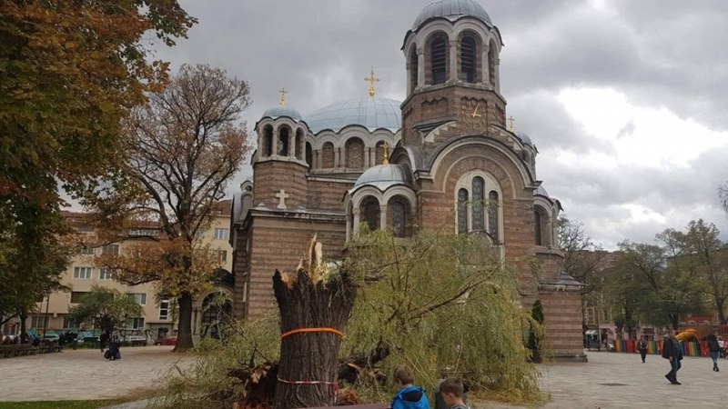 Прекършена върба пред храма