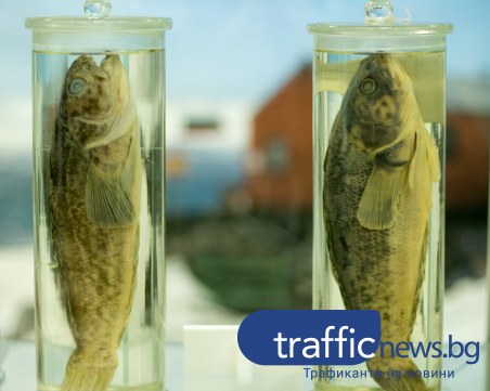 Ледена риба с кръв като антифриз показват в софийски музей